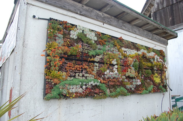 succulents wall