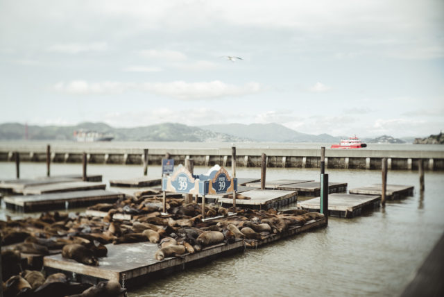 pier 39, marina, san fransisco, what to do in san fransisco, tourist area, sea lion